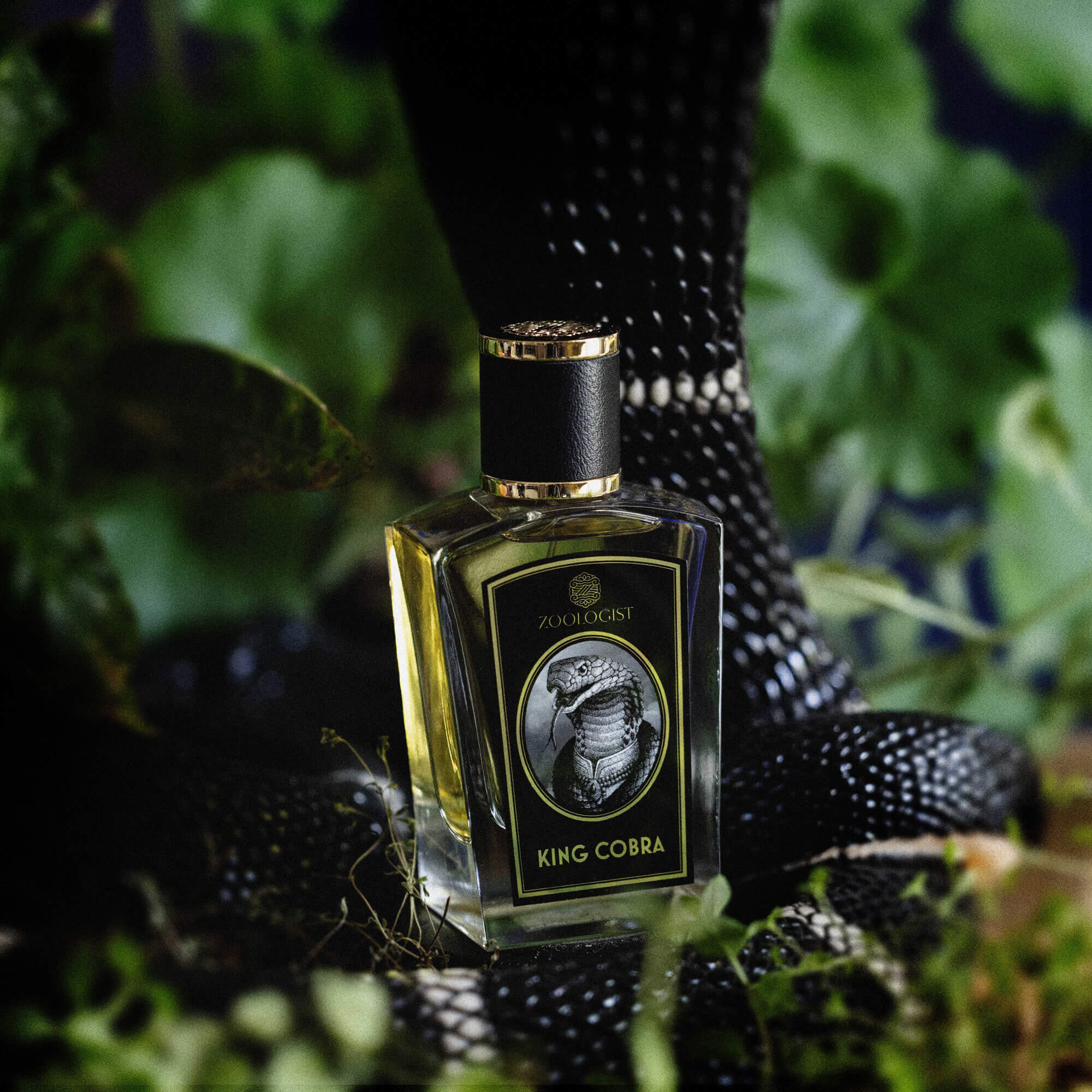 Zoologist King Cobra Perfume